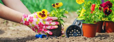 Bahçıvan bahçeye çiçek ekiyor. Seçici odaklanma. Doğa.