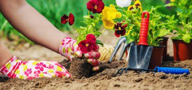 Bahçıvan bahçeye çiçek ekiyor. Seçici odaklanma. Doğa.