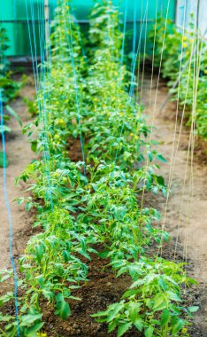 Serada yetişen genç bitkiler. Doğa.