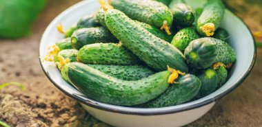 Ev yapımı salatalık topluyorum. Seçici odaklanma doğası