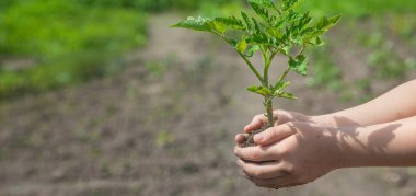 Çocuk bahçede domates ekiyor. Seçici odaklanma. insanlar.