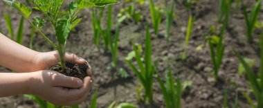 Çocuk bahçede domates ekiyor. Seçici odaklanma. insanlar.