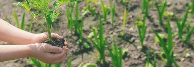 Çocuk bahçede domates ekiyor. Seçici odaklanma. insanlar.