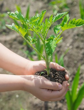 Çocuk bahçede domates ekiyor. Seçici odaklanma. insanlar.