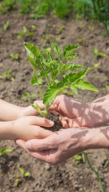 Çocuk ve baba bahçeye domates ekiyorlar. Seçici odaklanma. insanlar.