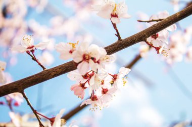 Baharda çiçek açan ağaç. Meyve ağacının dalında taze pembe çiçekler. Seçici odaklanma. Doğa.