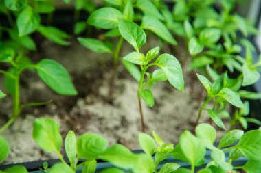 Pencere kenarındaki saksılarda biber tohumları. Seçici odaklanma. Doğa.