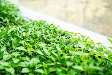 Pencere kenarındaki saksılarda biber tohumları. Seçici odaklanma. Doğa.