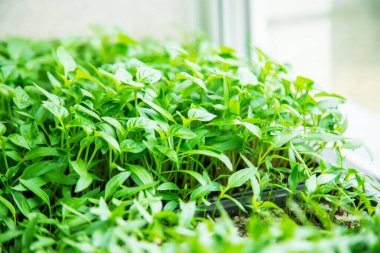 Pencere kenarındaki saksılarda biber tohumları. Seçici odaklanma. Doğa.