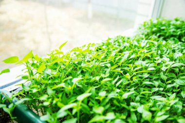 Pencere kenarındaki saksılarda biber tohumları. Seçici odaklanma. Doğa.