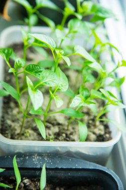 Pencere kenarındaki saksılarda biber tohumları. Seçici odaklanma. Doğa.