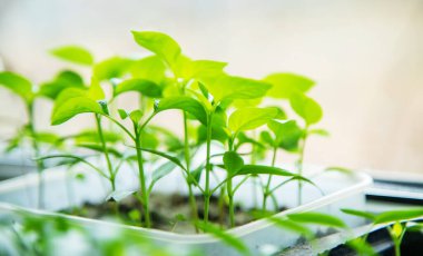 Pencere kenarındaki saksılarda biber tohumları. Seçici odaklanma. Doğa.