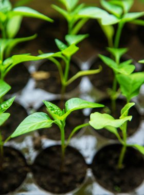 Pencere kenarındaki saksılarda biber tohumları. Seçici odaklanma. Doğa.