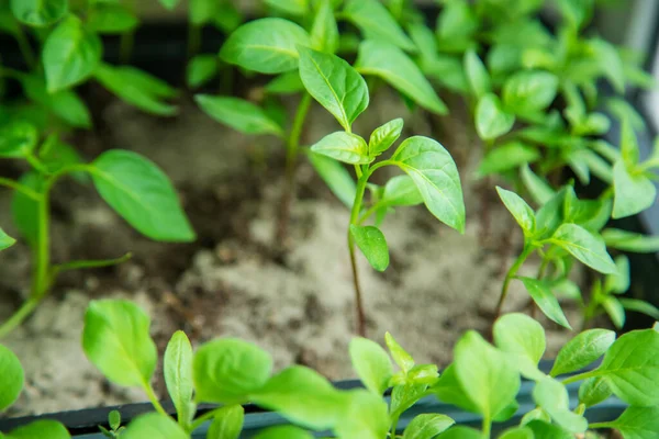 Pencere kenarındaki saksılarda biber tohumları. Seçici odaklanma. Doğa.
