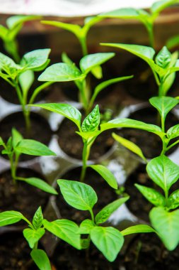 Pencere kenarındaki saksılarda biber tohumları. Seçici odaklanma. Doğa.