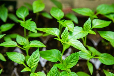 Pencere kenarındaki saksılarda biber tohumları. Seçici odaklanma. Doğa.