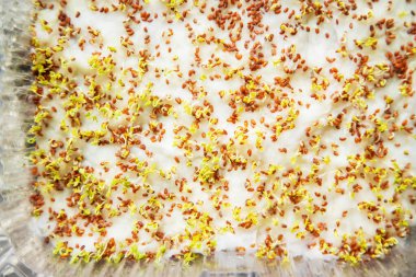 Konteynırdaki mikroçerezler yakın plan. Seçici odaklanma. Genç bahar hasadı. Seçici odaklanma. Doğa