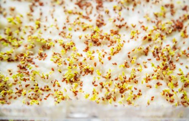 Konteynırdaki mikroçerezler yakın plan. Seçici odaklanma. Genç bahar hasadı. Seçici odaklanma. Doğa