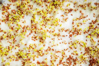 Konteynırdaki mikroçerezler yakın plan. Seçici odaklanma. Genç bahar hasadı. Seçici odaklanma. Doğa