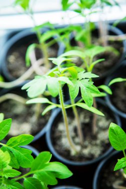 Pencerede bardakta domates fideleri. Seçici odaklanma. Doğa. Doğa