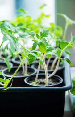 Pencerede bardakta domates fideleri. Seçici odaklanma. Doğa. Doğa