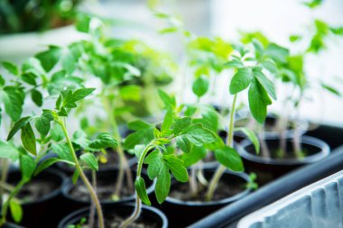 Pencerede bardakta domates fideleri. Seçici odaklanma. Doğa. Doğa