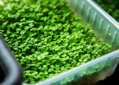 Konteynırdaki mikroçerezler yakın plan. Seçici odaklanma. Genç bahar hasadı. Seçici odaklanma. Doğa.