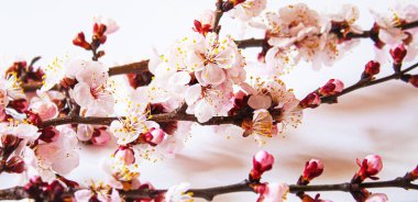 Beyaz arka planda çiçekli bir dal. Seçici odaklanma. Doğa.