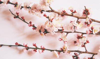 Beyaz arka planda çiçekli bir dal. Seçici odaklanma. Doğa.