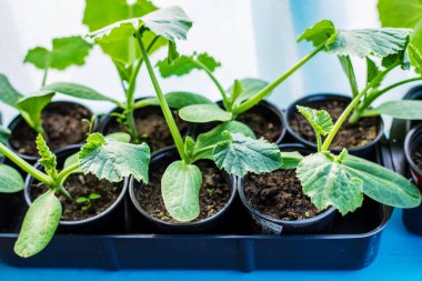Pencere kenarına kabak dikmek için fidan. Seçici odaklanma. Doğa
