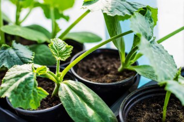 Pencere kenarına kabak dikmek için fidan. Seçici odaklanma. Doğa