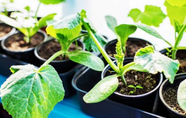 Pencere kenarına kabak dikmek için fidan. Seçici odaklanma. Doğa