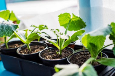 Pencere kenarına kabak dikmek için fidan. Seçici odaklanma. Doğa