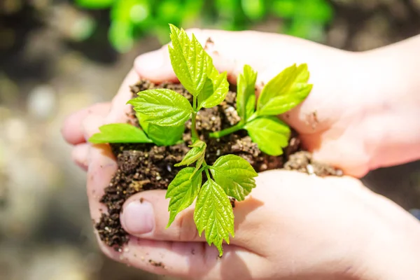 Criança Está Plantando Ovelhas Jardim Focus Nature Seletivo — Fotografia de Stock