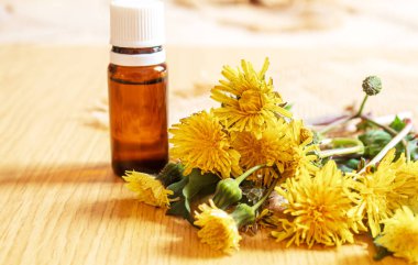 Küçük bir şişede Celandine karahindiba özü, tedavi, ilaç, tentür. Seçici odaklanma. Doğa