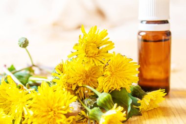 Küçük bir şişede Celandine karahindiba özü, tedavi, ilaç, tentür. Seçici odaklanma. Doğa