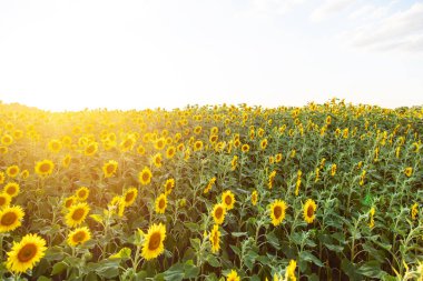 Sahada çiçek açan ayçiçekleri. Seçici odaklanma. Boşluğu kopyala.