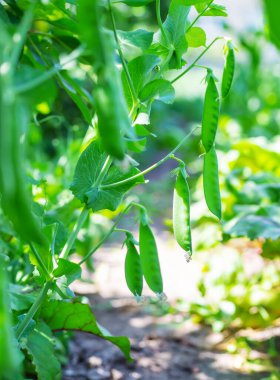 Bahçede selenyum fasulye kabukları. seçici odaklanma. Yemek