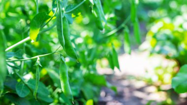 Bahçede selenyum fasulye kabukları. seçici odaklanma. Yemek