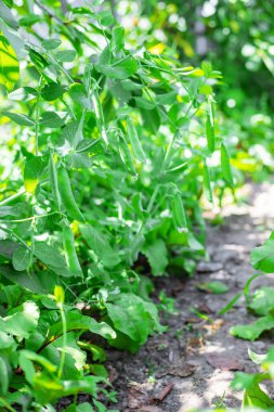 Bahçede selenyum fasulye kabukları. seçici odaklanma. Yemek
