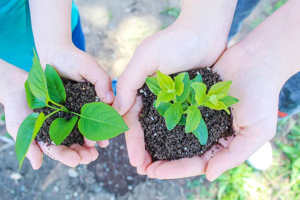 Criança Está Plantando Ovelhas Jardim Focus Nature Seletivo — Fotografia de Stock
