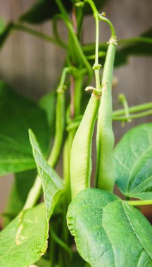 Bahçede selenyum fasulye kabukları. seçici odaklanma. Yemek