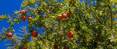 Bir çiftlikteki ağaçta nar. Seçici odaklanma. Doğa.