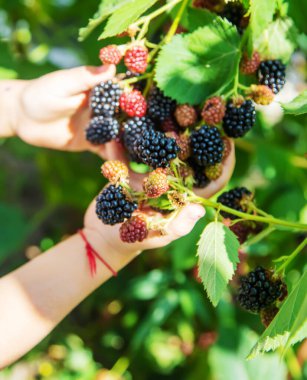 Doğanın arka planındaki bir çocuğun elinde böğürtlen. seçici odaklanma. Yemek