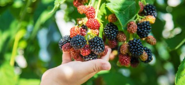 Doğanın arka planındaki bir çocuğun elinde böğürtlen. seçici odaklanma. Yemek