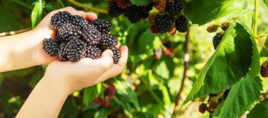 Doğanın arka planındaki bir çocuğun elinde böğürtlen. seçici odaklanma. Yemek