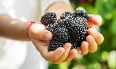 Doğanın arka planındaki bir çocuğun elinde böğürtlen. seçici odaklanma. Yemek