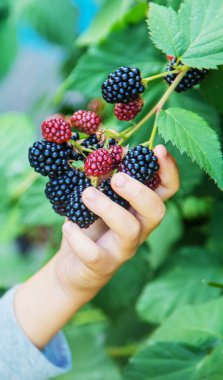 Doğanın arka planındaki bir çocuğun elinde böğürtlen. seçici odaklanma. Yemek