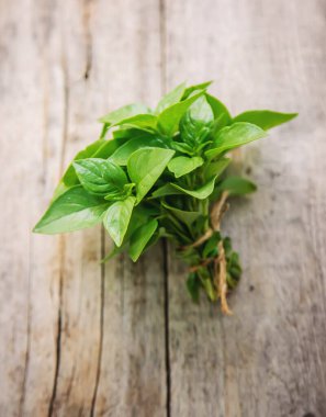 Bahçeden taze bitkiler. Fesleğen Seçici odaklanma. Doğa.