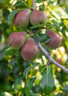 Armut ağacında büyüyen armutlar. Armut bahçesine odaklan. Doğa.